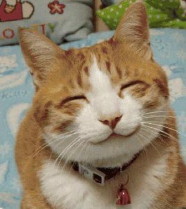 3235264691_cat_smile_1610_xlarge